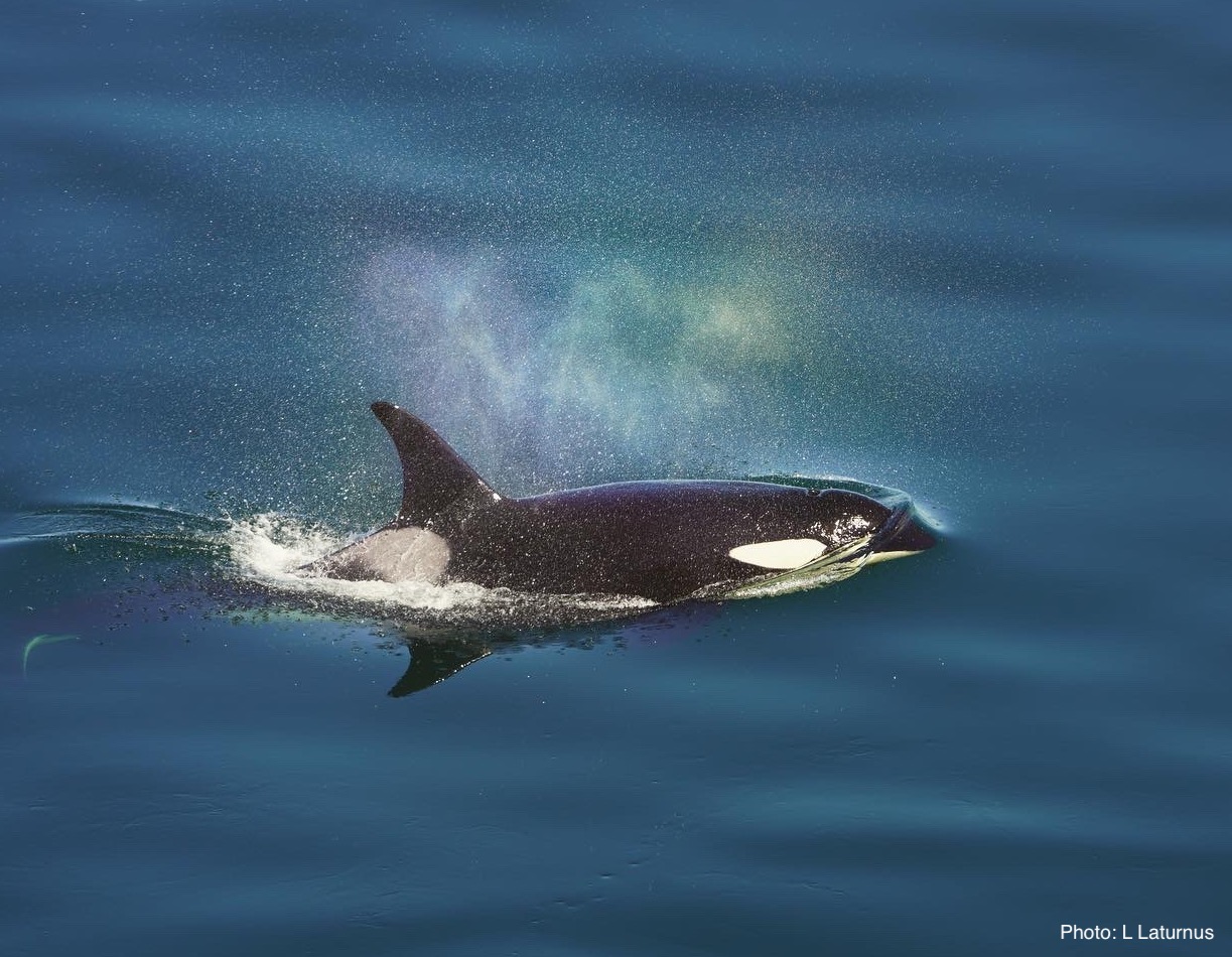 Killer whale by Photographer Name